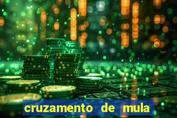 cruzamento de mula com cavalo